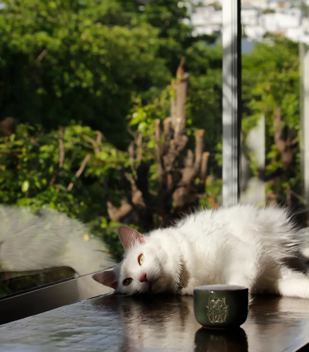 Una gatita blanca recostada en la barra de la terraza, con plantas y árboles atrás